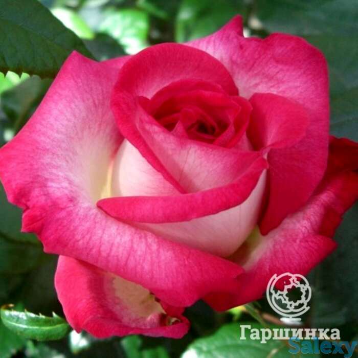 Роза юлия/паскаль севран, нирп, фотография 1