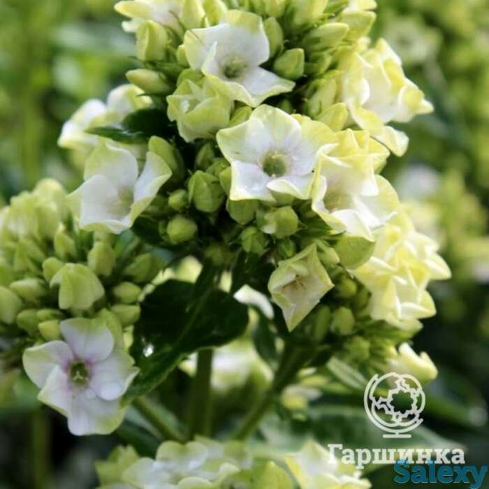 Флокс метельчатый грин лив, фотография 1