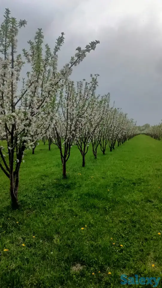 Продам яблоневый сад, фотография 1