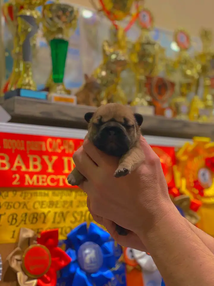 Щенок французского бульдога от чемпионов России, фотография 2