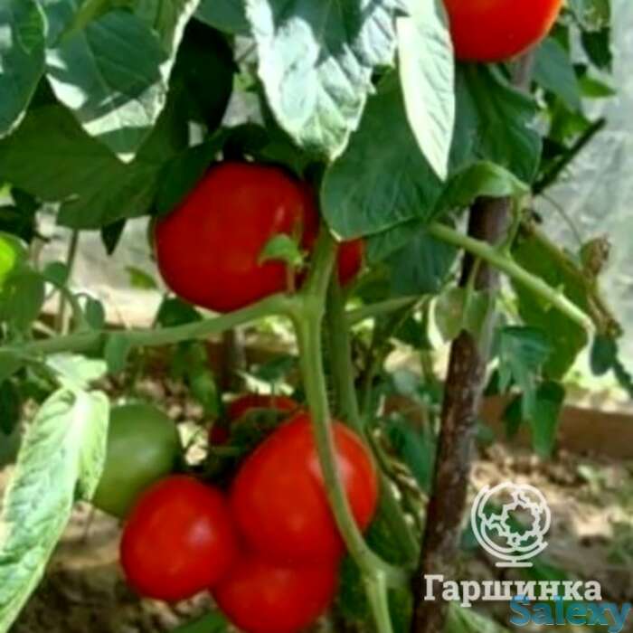 Семена Томат Бурковский Ранний 20 шт, фотография 1