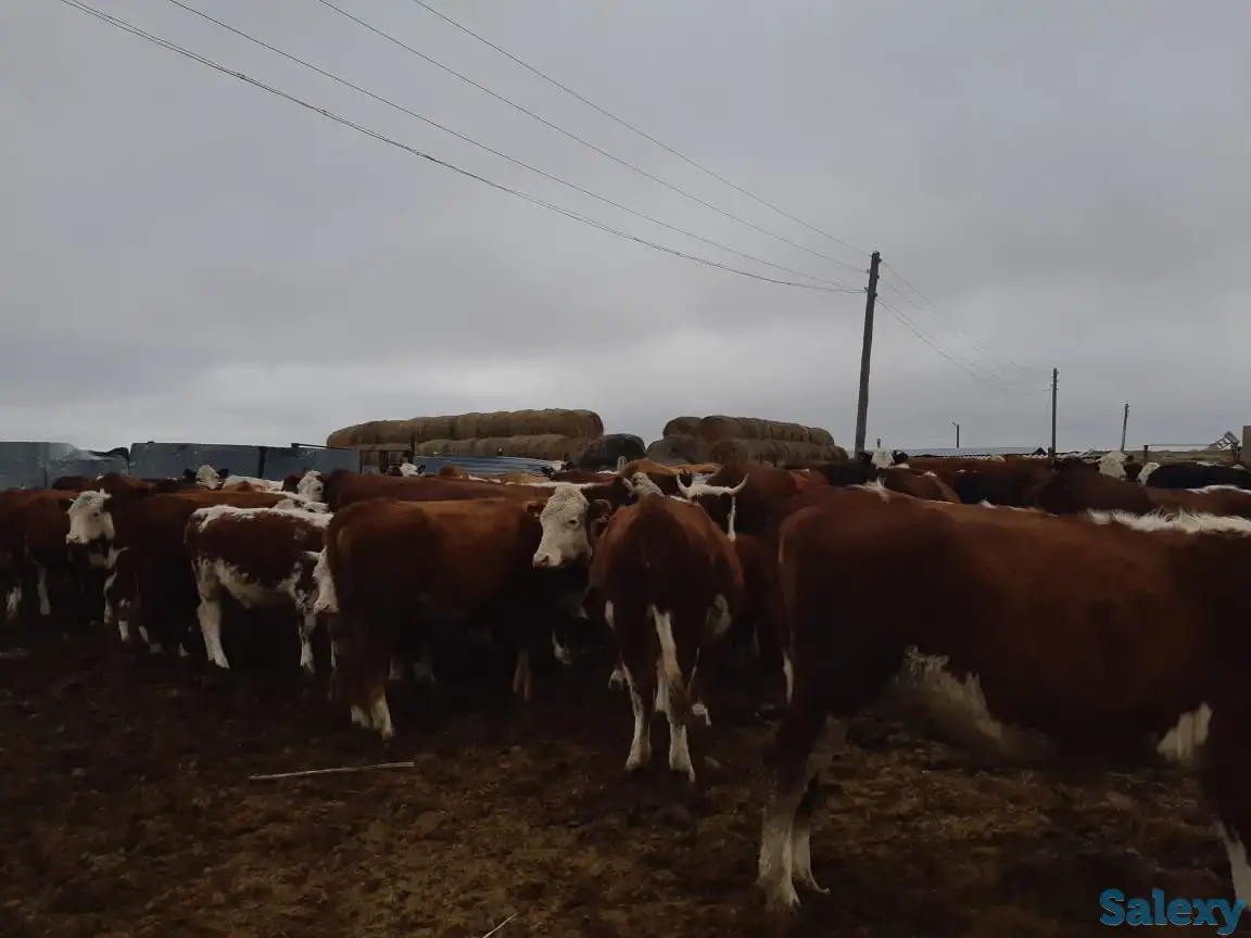 Продам крестьянское хозяйство в 100 км от Уральска, фотография 1