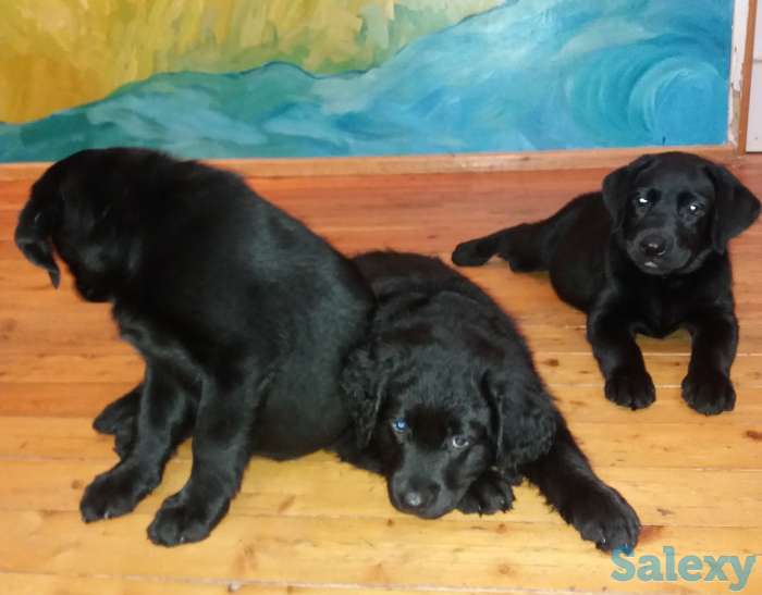 Продам щенков лабрадора черного окраса, фотография 12