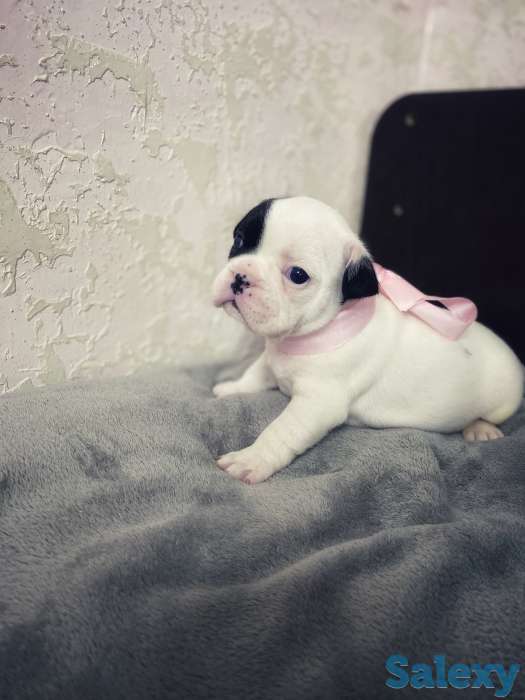 Щенята Французского бульдога, фотография 4