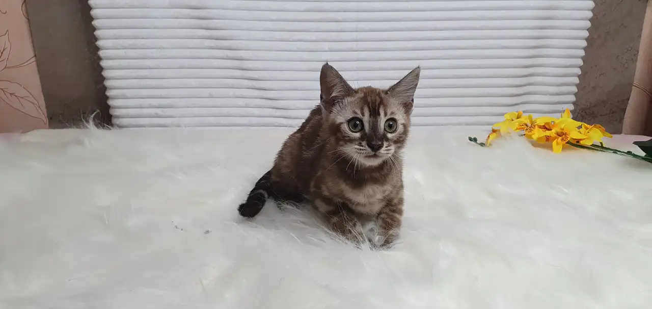 Бенгальские котята от привозных родителей, фотография 6