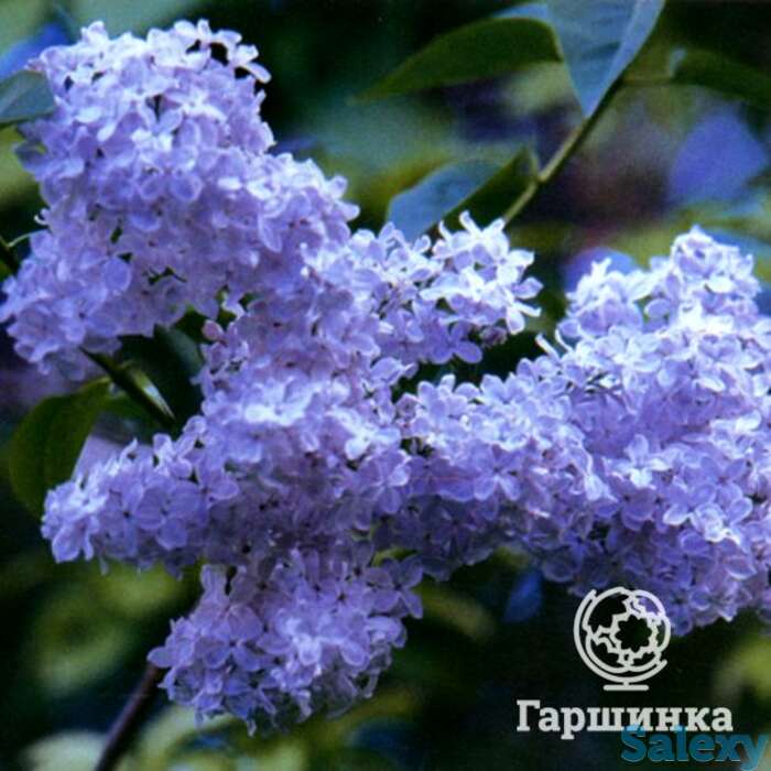 Сирень фирмамент, фотография 1