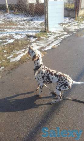 Далматин, кобель, фотография 1