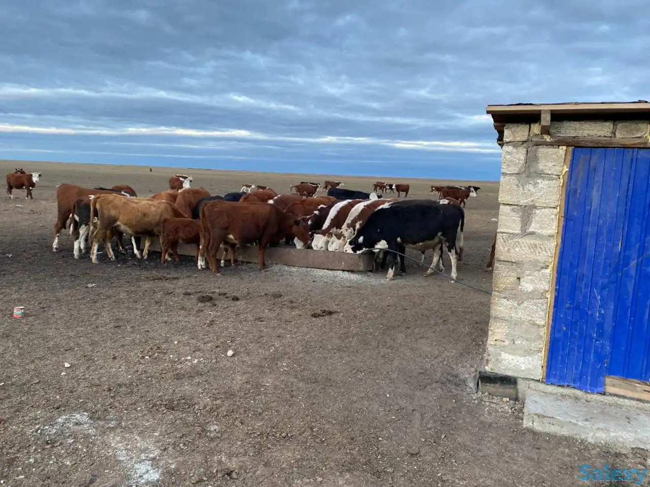 Продам крестьянское хозяйство в 100 км от Уральска, фотография 17