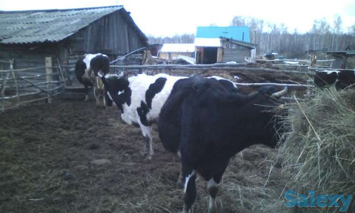 Молочные коровы, фотография 2