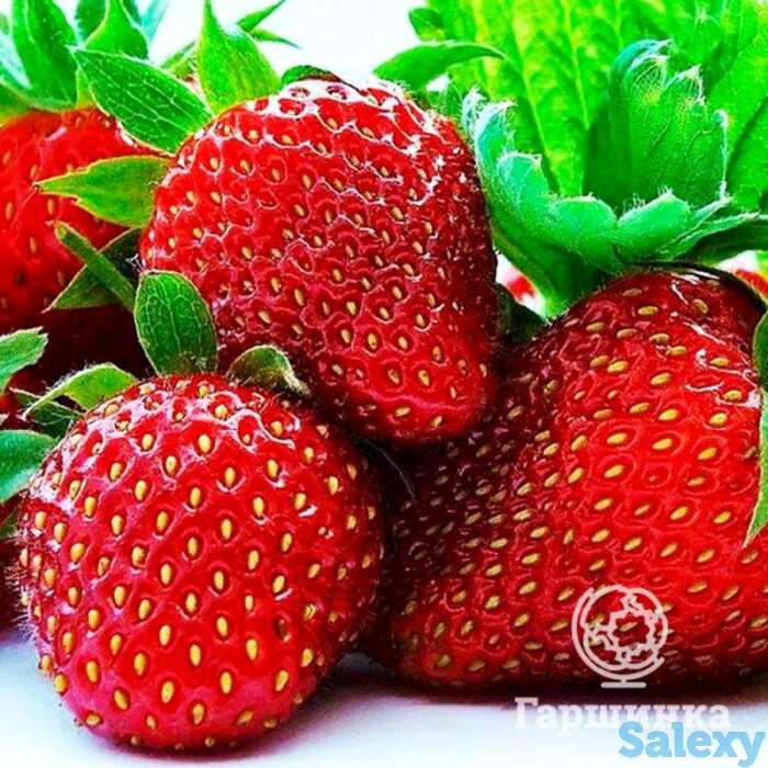 Семена Клубника Зефир 10шт, фотография 1