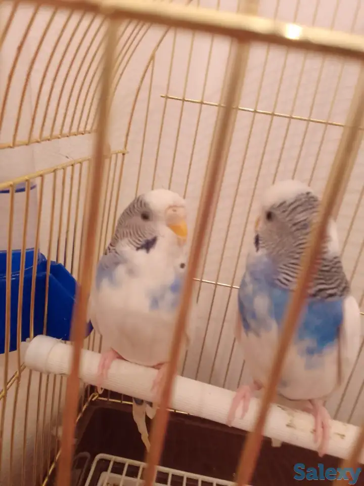 Продам попугайчиков волнистых пару можно раздельно с клетками и аксессуарами, фотография 1