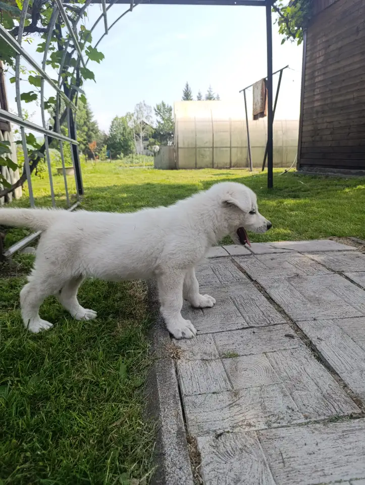Щенок белой швейцарской овчарки, фотография 4