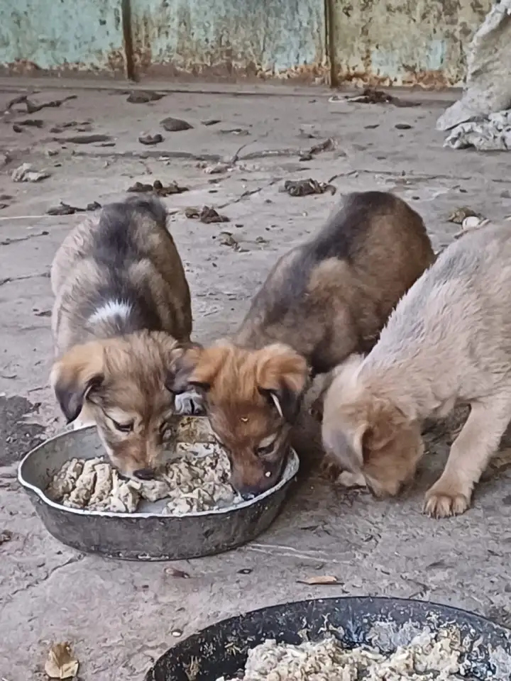 Продам щенков, фотография 1