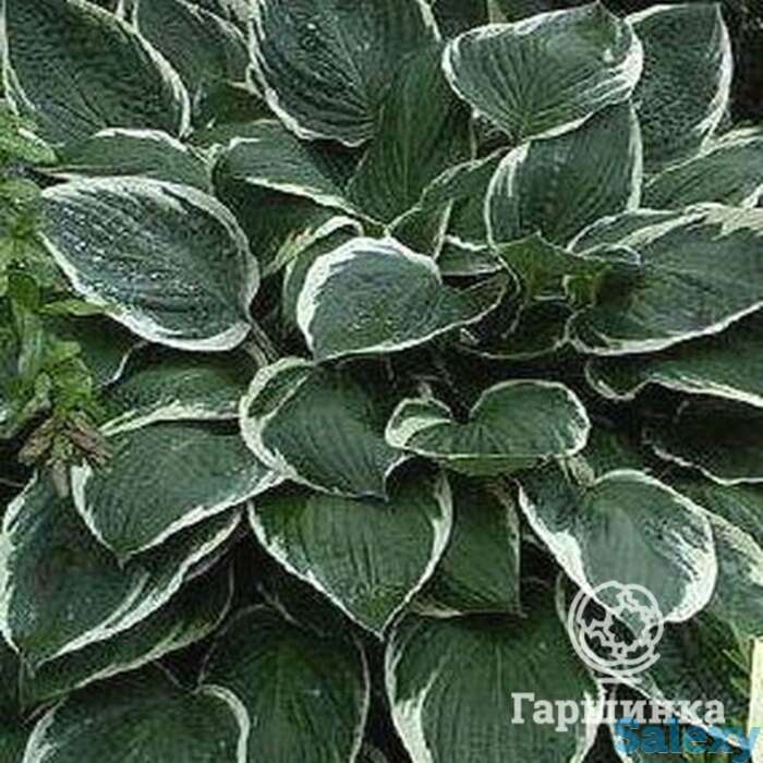 Хоста Керол (ML), фотография 1