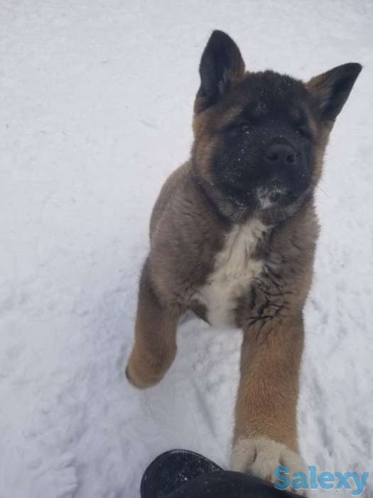 продам щенков Американская акита, фотография 3