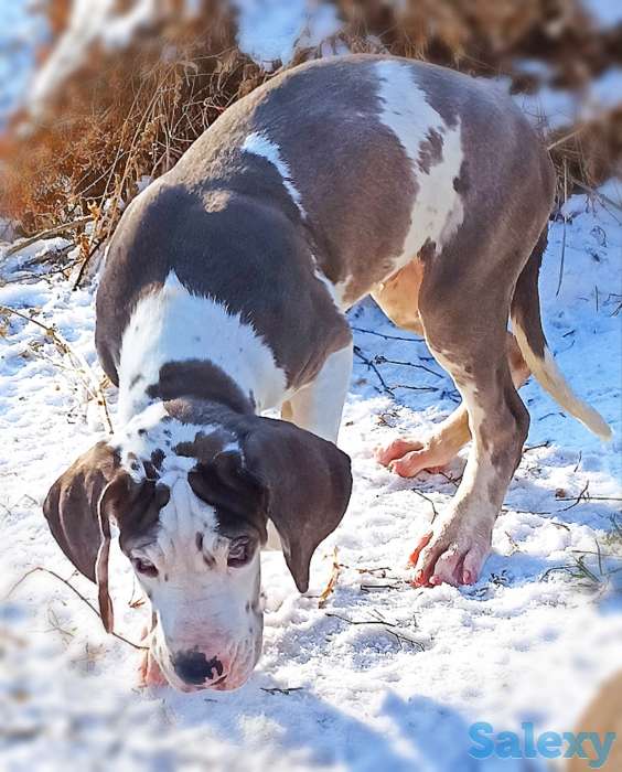 Продам щенков немецкого дога, фотография 3