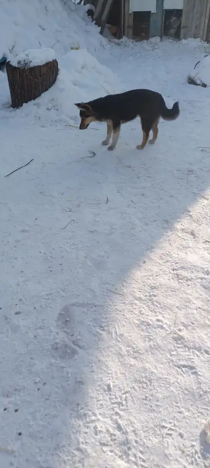 в добрые руки!, фотография 3