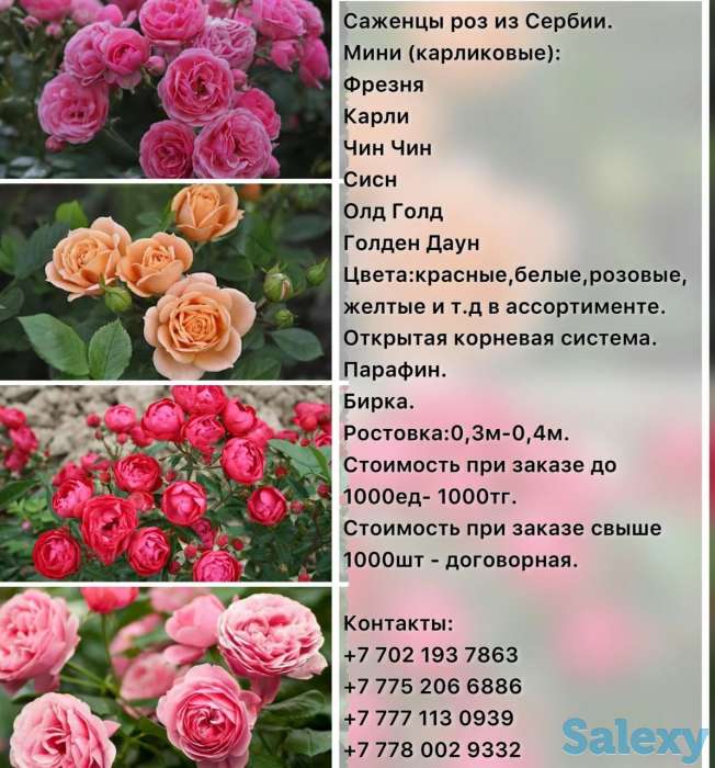 Саженец розы мини Сербия, фотография 7