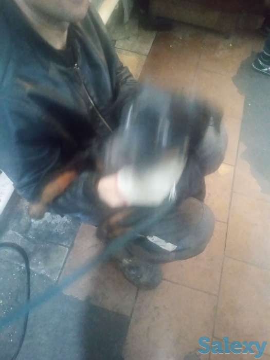 Продам щенка 3-х мес. Суку ротвейлер, фотография 2