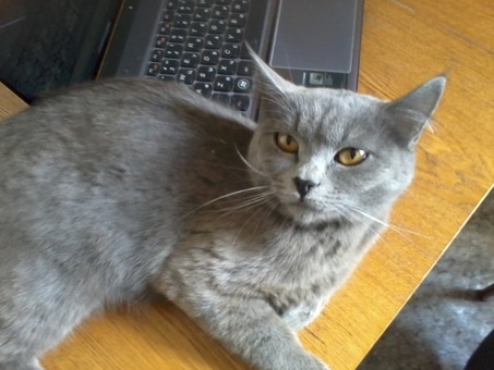 дарю кошку , фотография 1