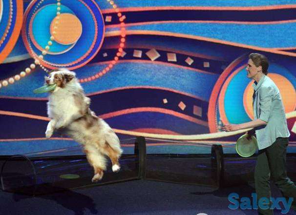 Продаются щенки Австралийской овчарки, фотография 2