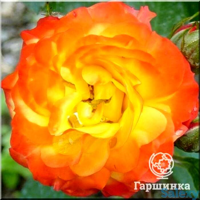 Роза элисон флорибунда, топалович, фотография 1