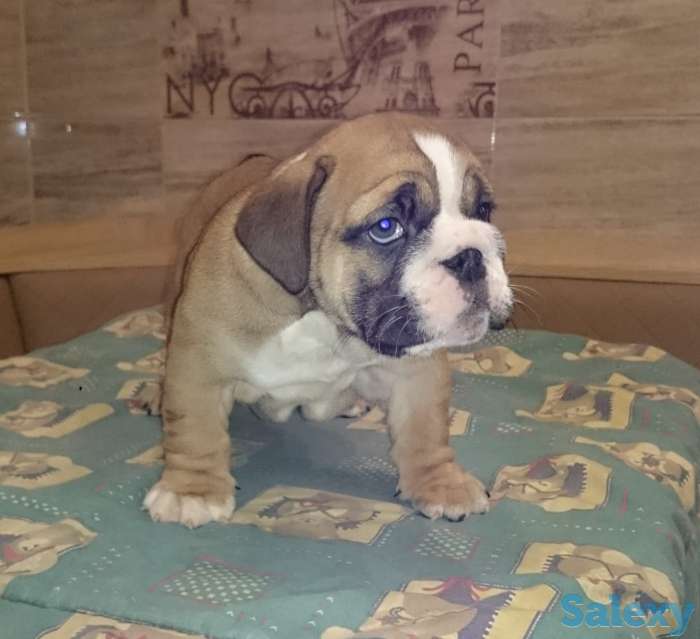 Щенки английского бульдога, фотография 2