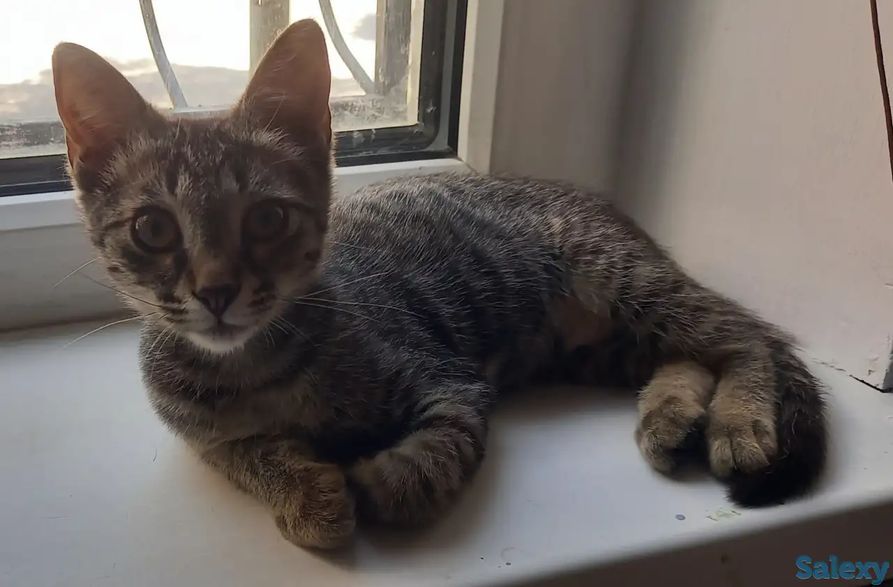 Котенок 3 мес., девочка, в добрые ручки, фотография 1