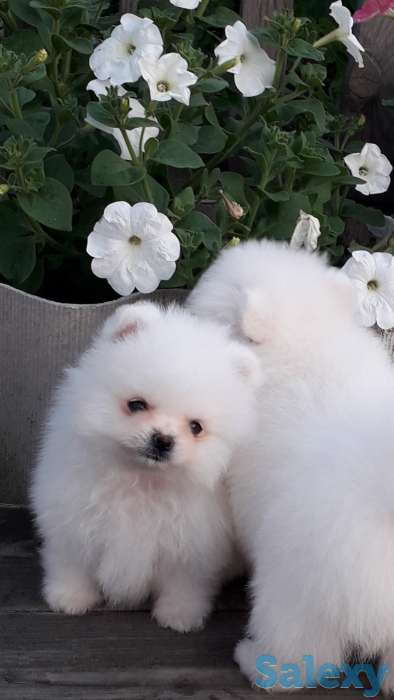 Белоснежые шпицы, фотография 6