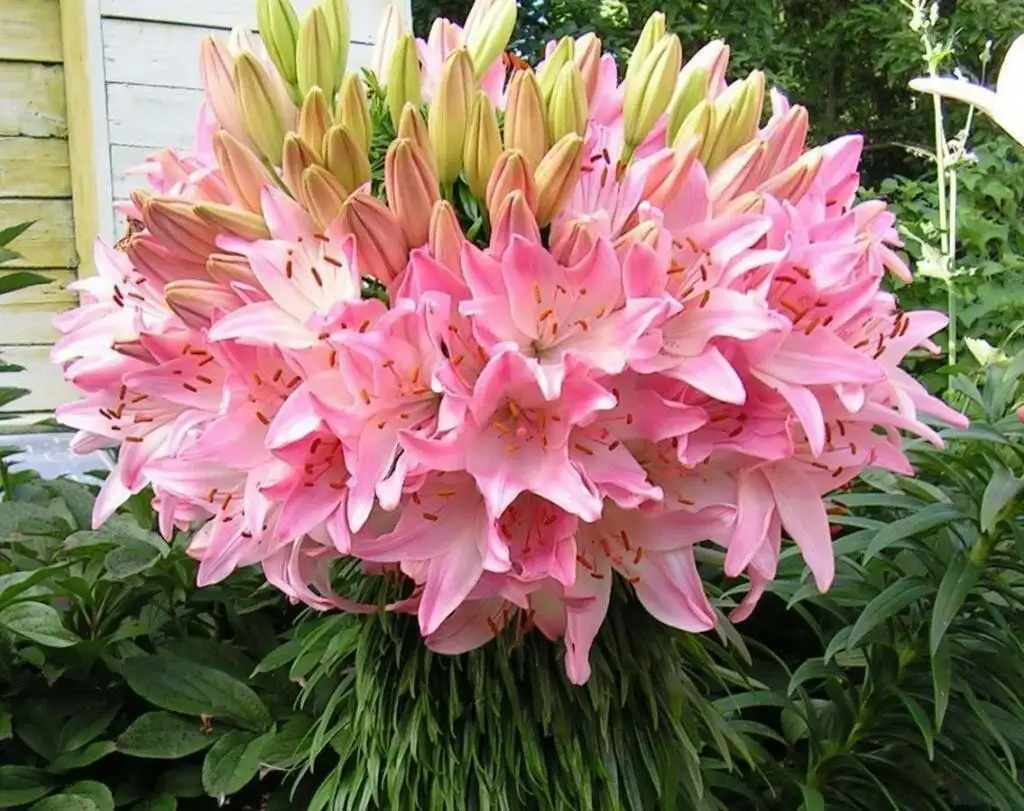 продаю лилию Марлен, кипрей, многолетние цветы, малину, вишню, сливу и др., фотография 1