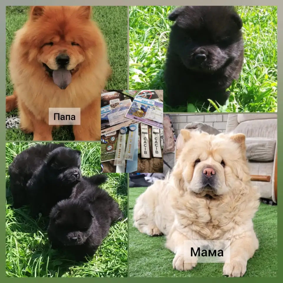 Милые мишки ЧАУ-ЧАУ, фотография 1