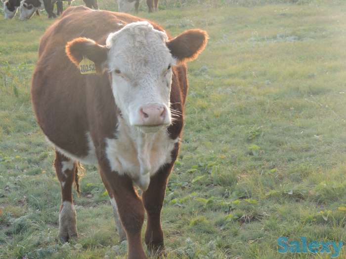 Племенные Герефорды, фотография 2