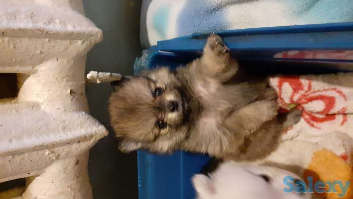 Померанский шпиц, фотография 2