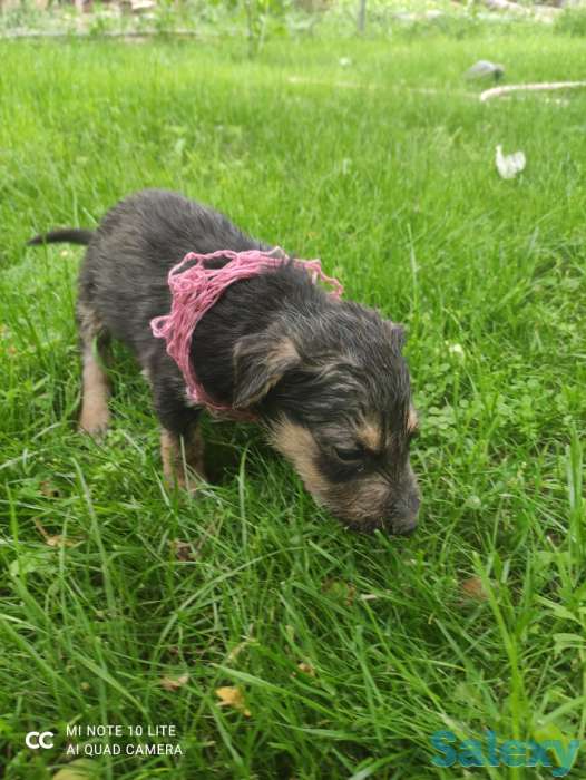 Щенки овчарки, фотография 8