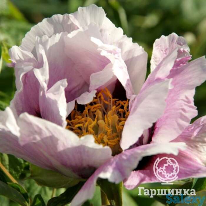 Пион рока, фотография 1