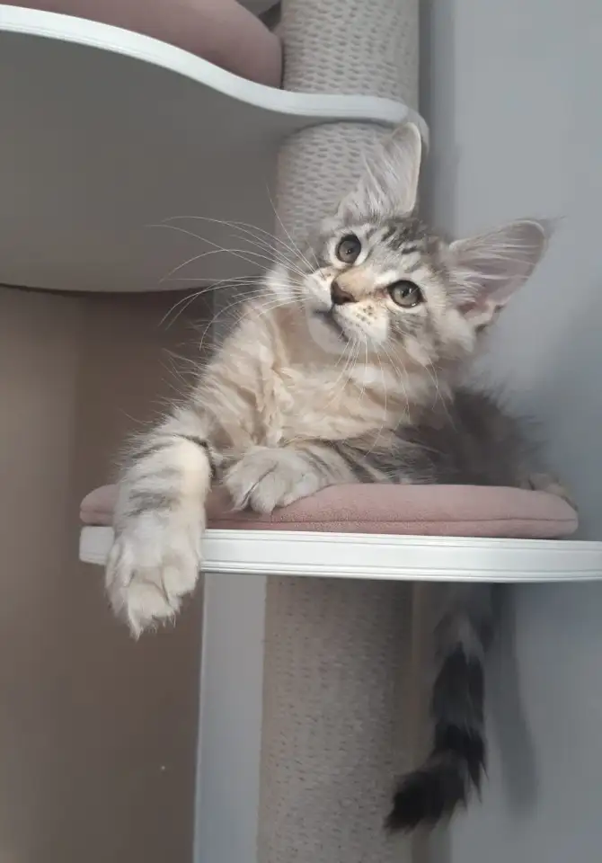 Продам котенка мейнкуна, фотография 2