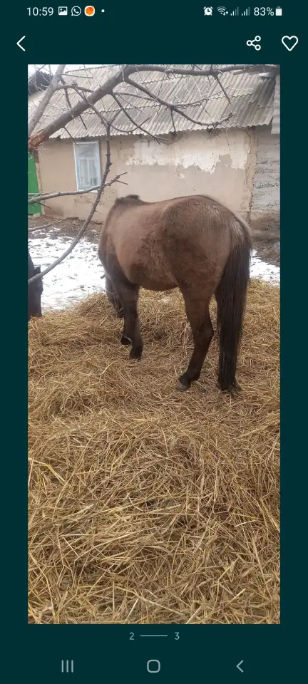 Продам лошадей жеребчик и кобылка обучены стоят на откорме кобылка жеребая 6месяца, фотография 2
