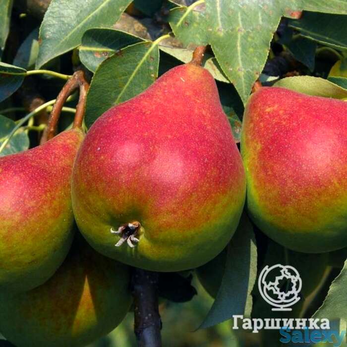 Груша отраденская, фотография 1