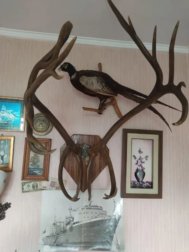 Рога Северного оленя, фотография 2