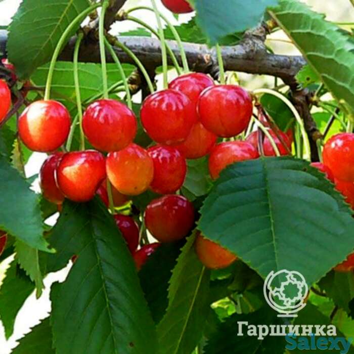 Черешня память астахова, фотография 1