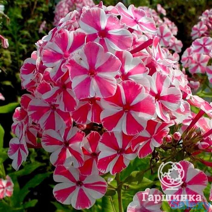 Флокс метельчатый Пепермент Твист, фотография 1