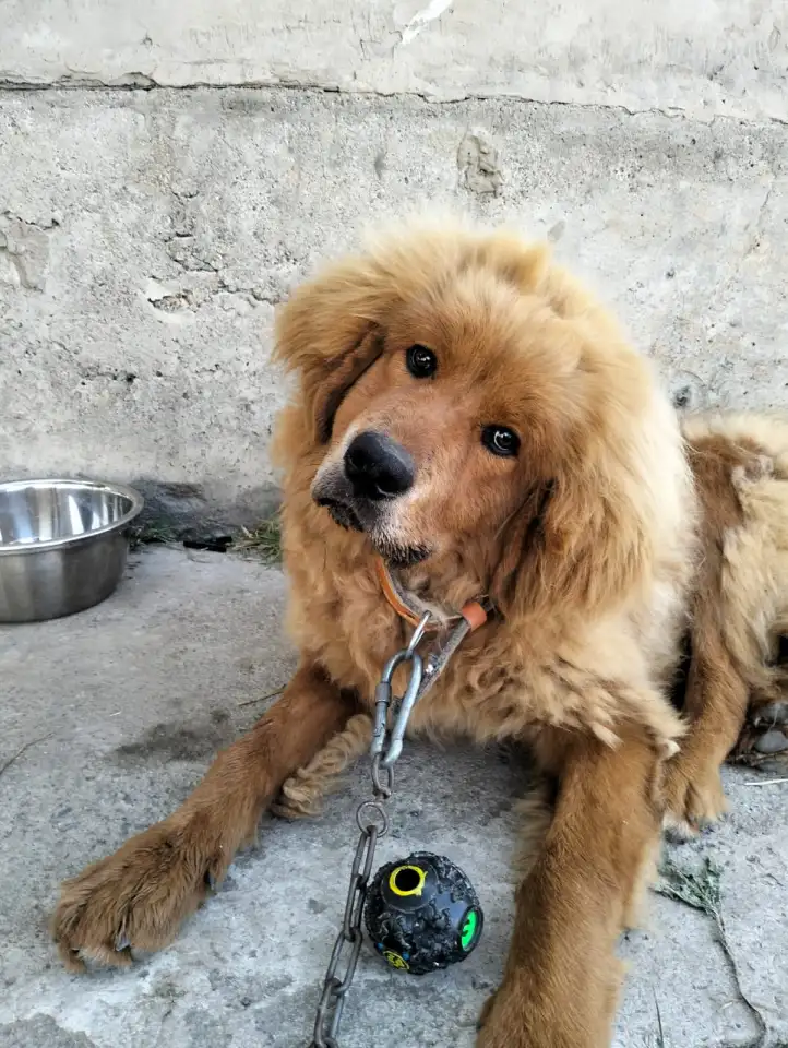 Собачьи царь! Тибетский мастиф! Гордость хозяев!, фотография 2