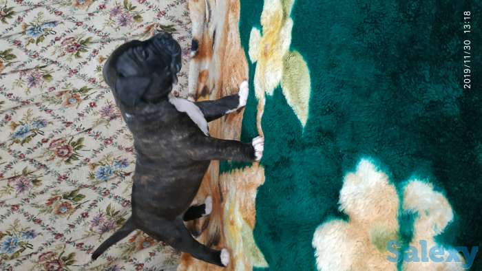 Резерв щенков, фотография 3