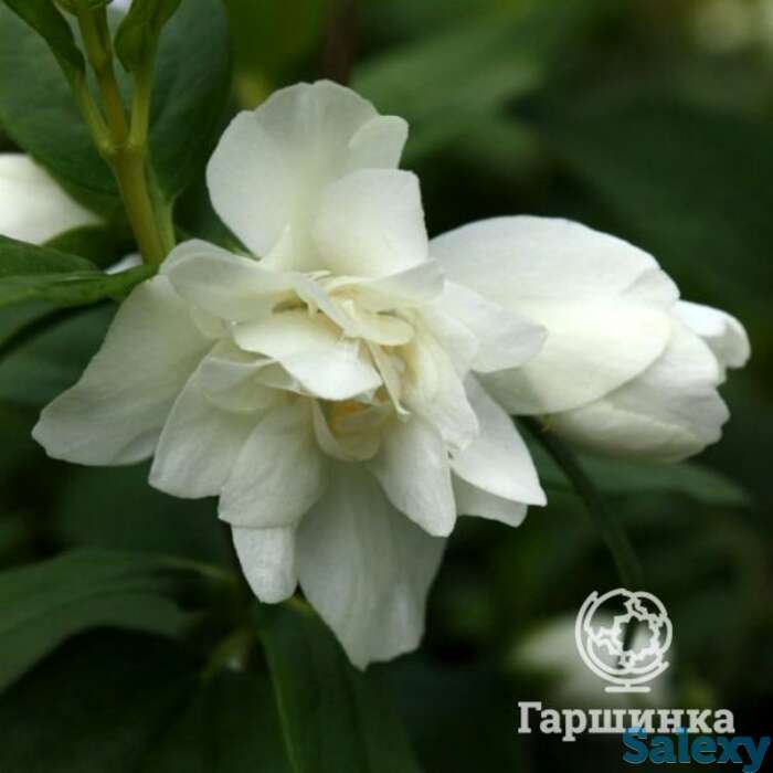 Чубушник манто дэрмин, фотография 1