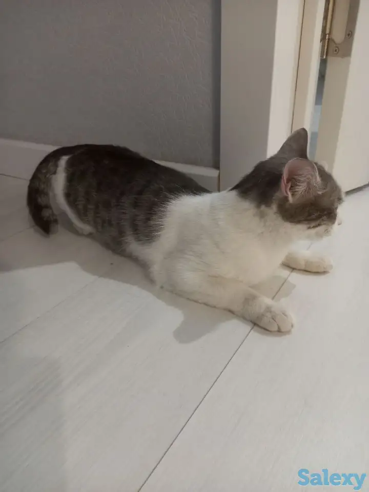 Отдам котенка в добрые руки, фотография 4