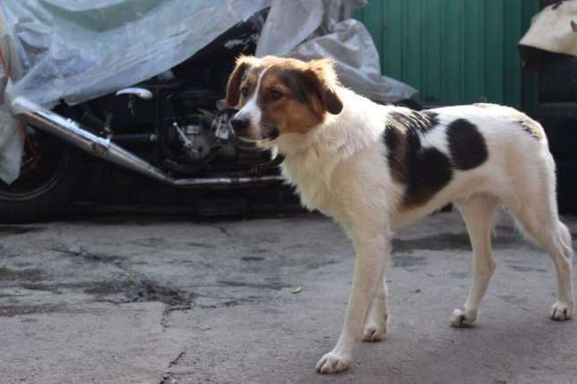 Гром ищет заботливых хозяев и дом, фотография 1