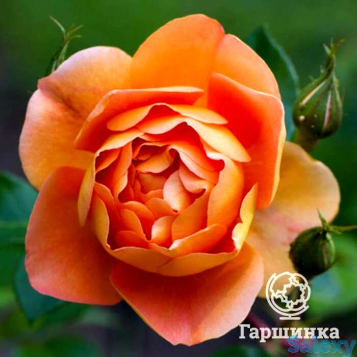 Роза пэт остин, д.остин кустарниковая, фотография 1