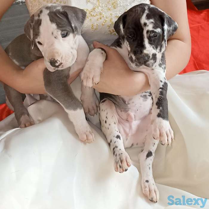 Продам щенков немецкого дога, фотография 3