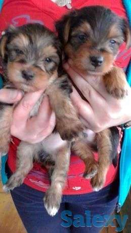 Продам двух щенков мальчиков помесь иокшира ( мама) с шит-су., фотография 1