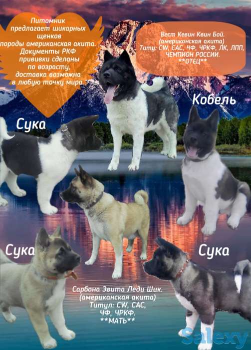 Элитные щенки американской акиты, фотография 3